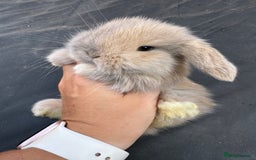 Mini Lop rabbits for sale: Pure bred min lop Babies  - Image 7