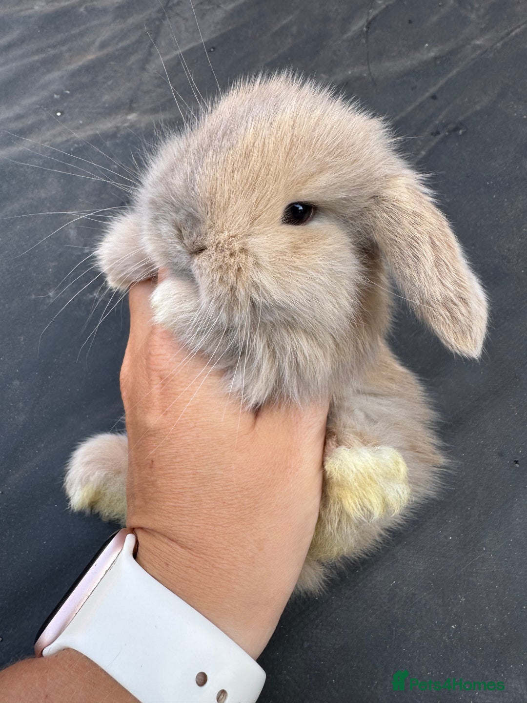 Mini Lop rabbits for sale: Pure bred min lop Babies  - Image 7