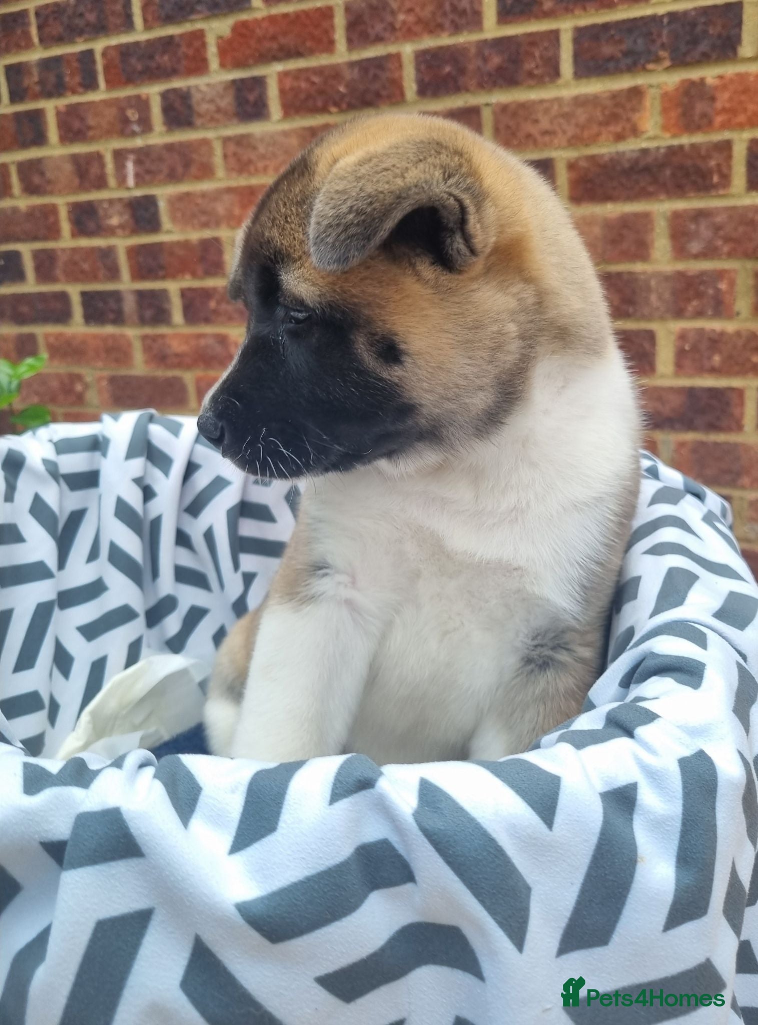 Akita dogs Ready now! 1 left! Pure breed American Akita - Advert 2