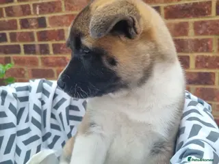 Akita dogs Ready now! 1 left! Pure breed American Akita - Advert 2