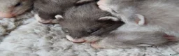 Ferret rodents for sale: Beautiful Kits  in Peterlee - Advert 7