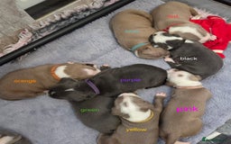 Mixed Breed dogs for sale: Old english bulldross cross american bulldog 😍❤️  - Advert 1