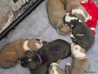 Mixed Breed dogs for sale: Old english bulldross cross american bulldog 😍❤️ - Advert 1