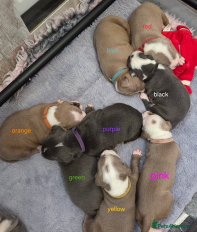 Mixed Breed dogs Old english bulldog cross american bulldog - Advert 4