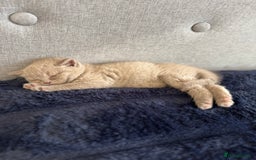 British Shorthair cats for sale: British Shorthair Girl - Image 2