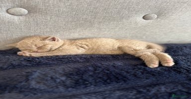 British Shorthair cats - Advert 13