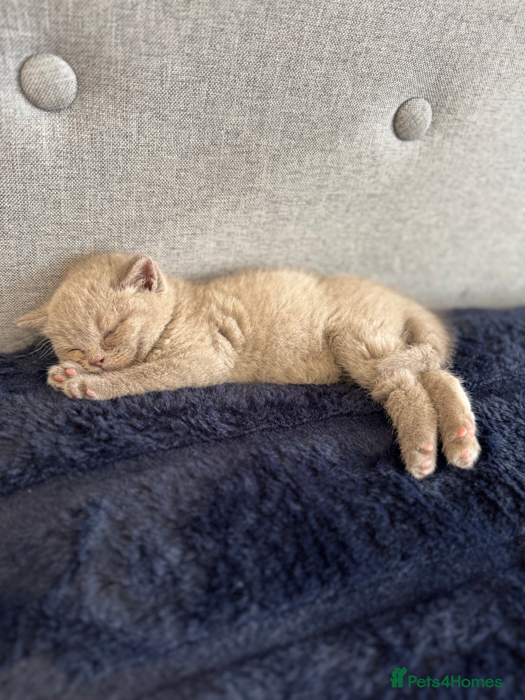 British Shorthair cats for sale: British Shorthair Girl - Image 2
