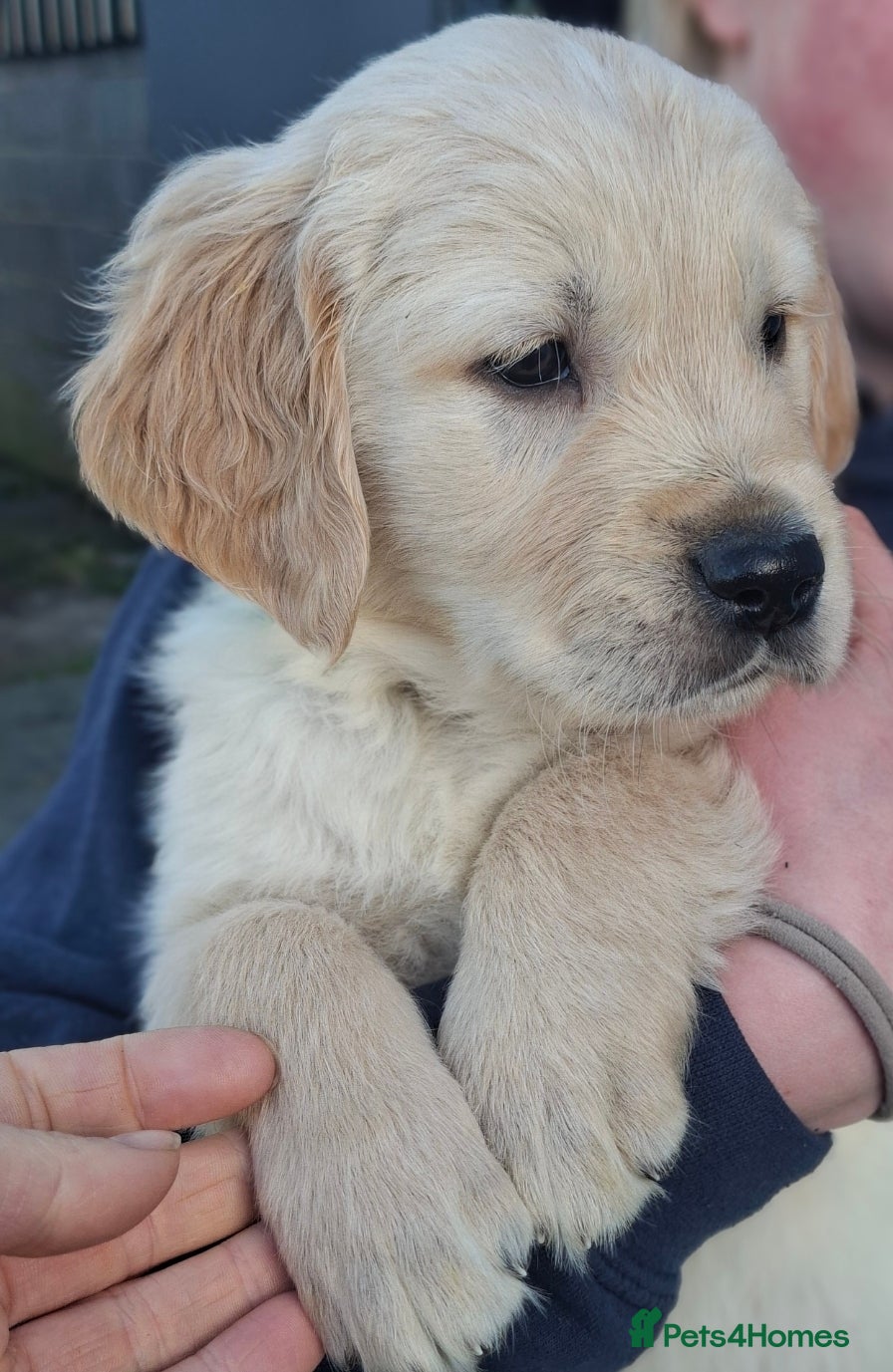 Golden Retriever dogs 🐾 Beautiful Golden Retriever Puppies for Sale 🐾 - Advert 6