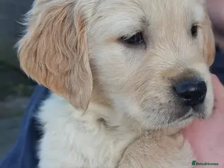 Golden Retriever dogs 🐾 Beautiful Golden Retriever Puppies for Sale 🐾 - Advert 6
