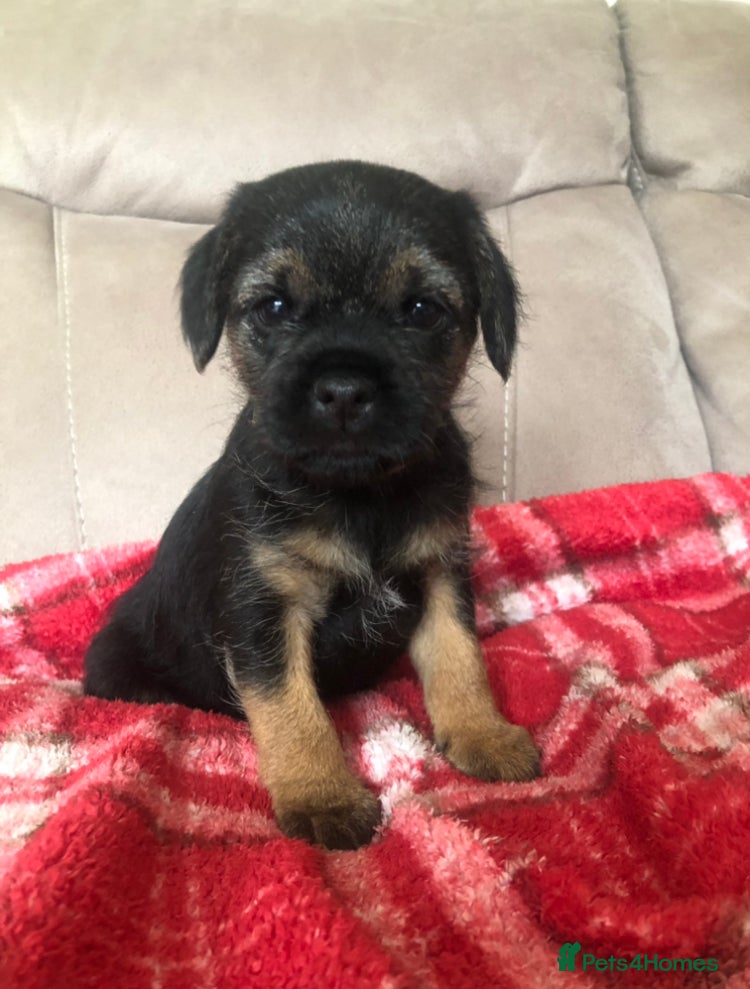 Border Terrier dogs KC reg Border Terrier Puppies for sale  - Advert 1