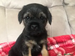 Border Terrier dogs KC reg Border Terrier Puppies for sale - Advert 2