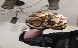 Python Snake reptiles for sale: 2 x royal ball pythons with complete set up - Image 12