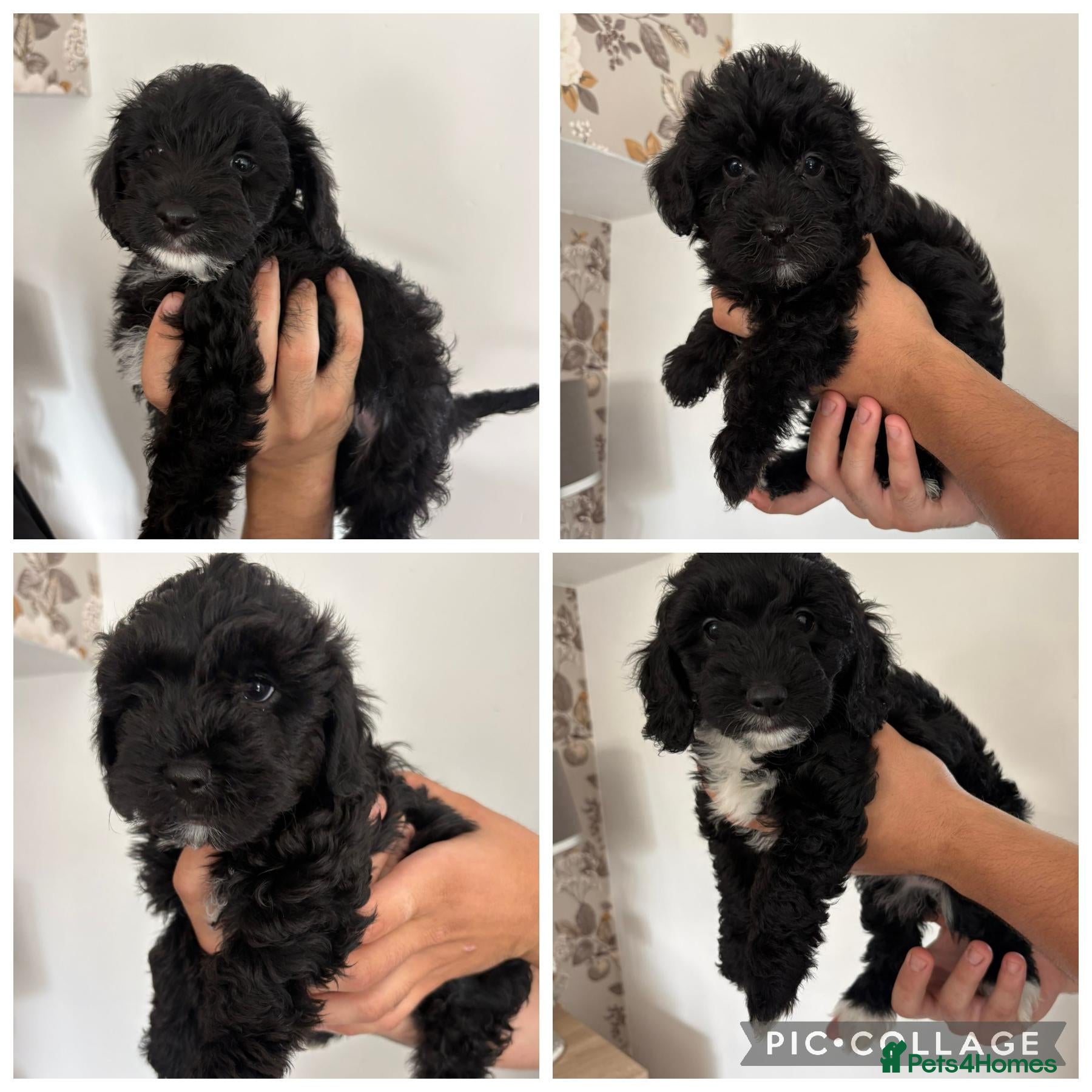 Yorkiepoo dogs YORKIEPOO puppys - Advert 1