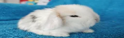 Mini Lop rabbits for sale: Baby mini lops for sale  - Advert 10
