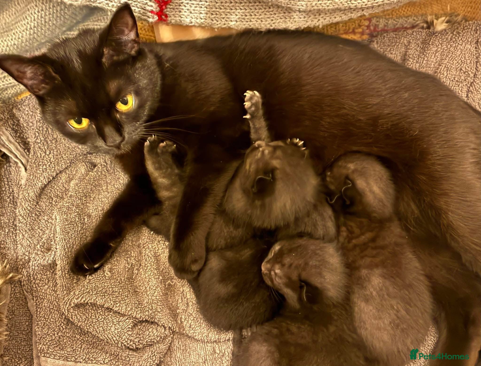Mixed Breed cats All black Kittens for Sale - Advert 10