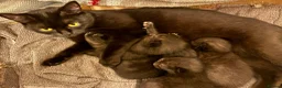 Mixed Breed cats for sale: All black Kittens for Sale in Crawley - Advert 1