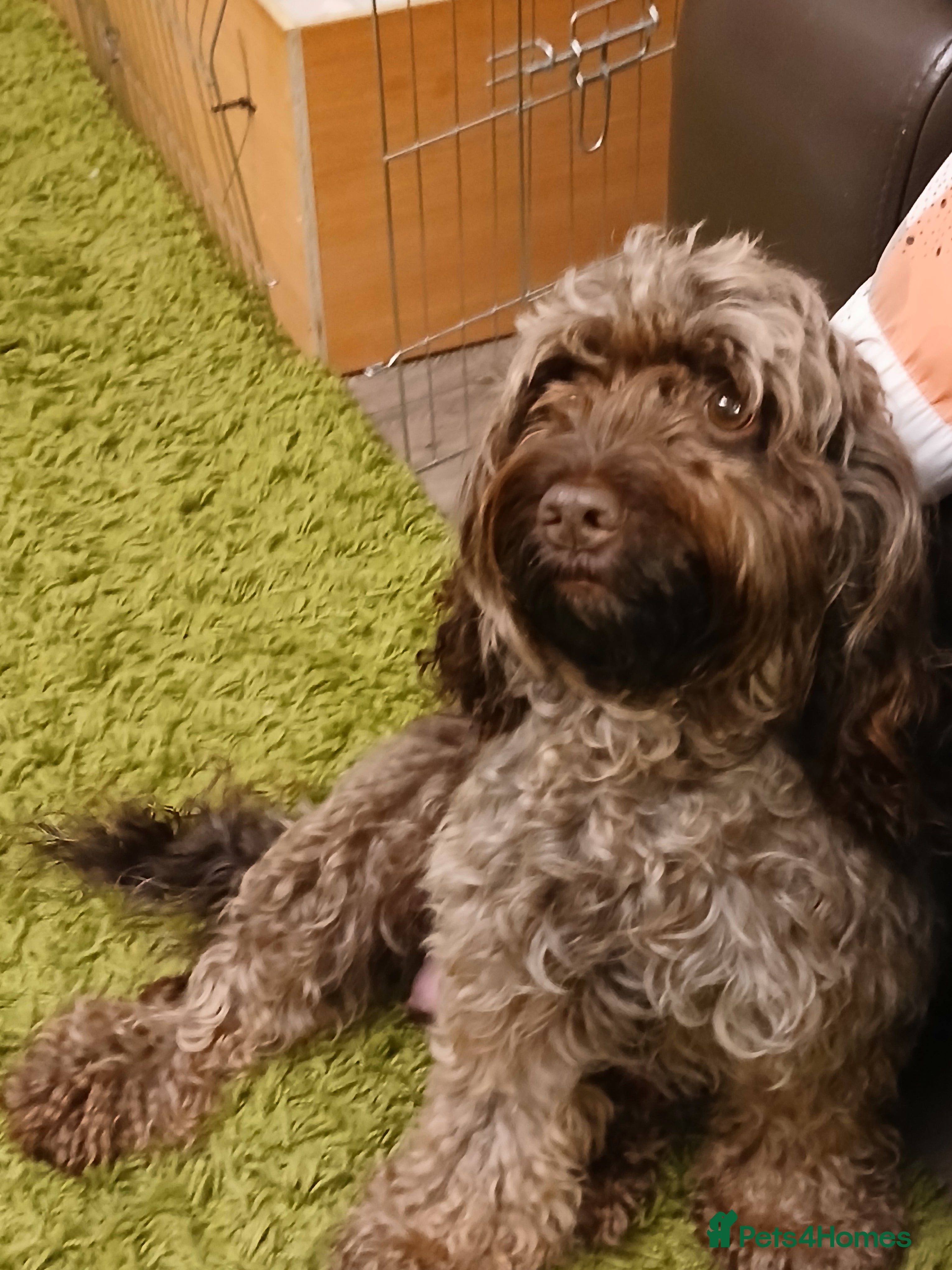 Cockapoo dogs Two beautiful cockapoo puppies for sale  - Advert 3