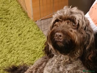 Cockapoo dogs Two beautiful cockapoo puppies for sale - Advert 3