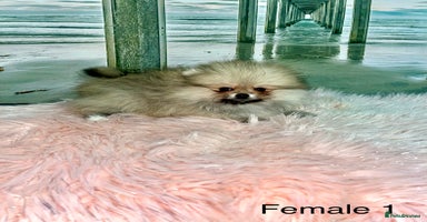 Pomeranian dogs - Advert 2