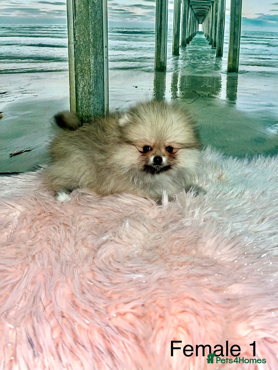 Pomeranian dogs for sale: 🔥Very Tiny🐻Teddy Face🏆Champion Lines - Image 5