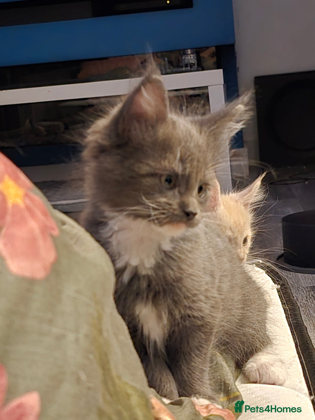 Maine Coon cats for sale: 3 male main coon kittens - Advert 4