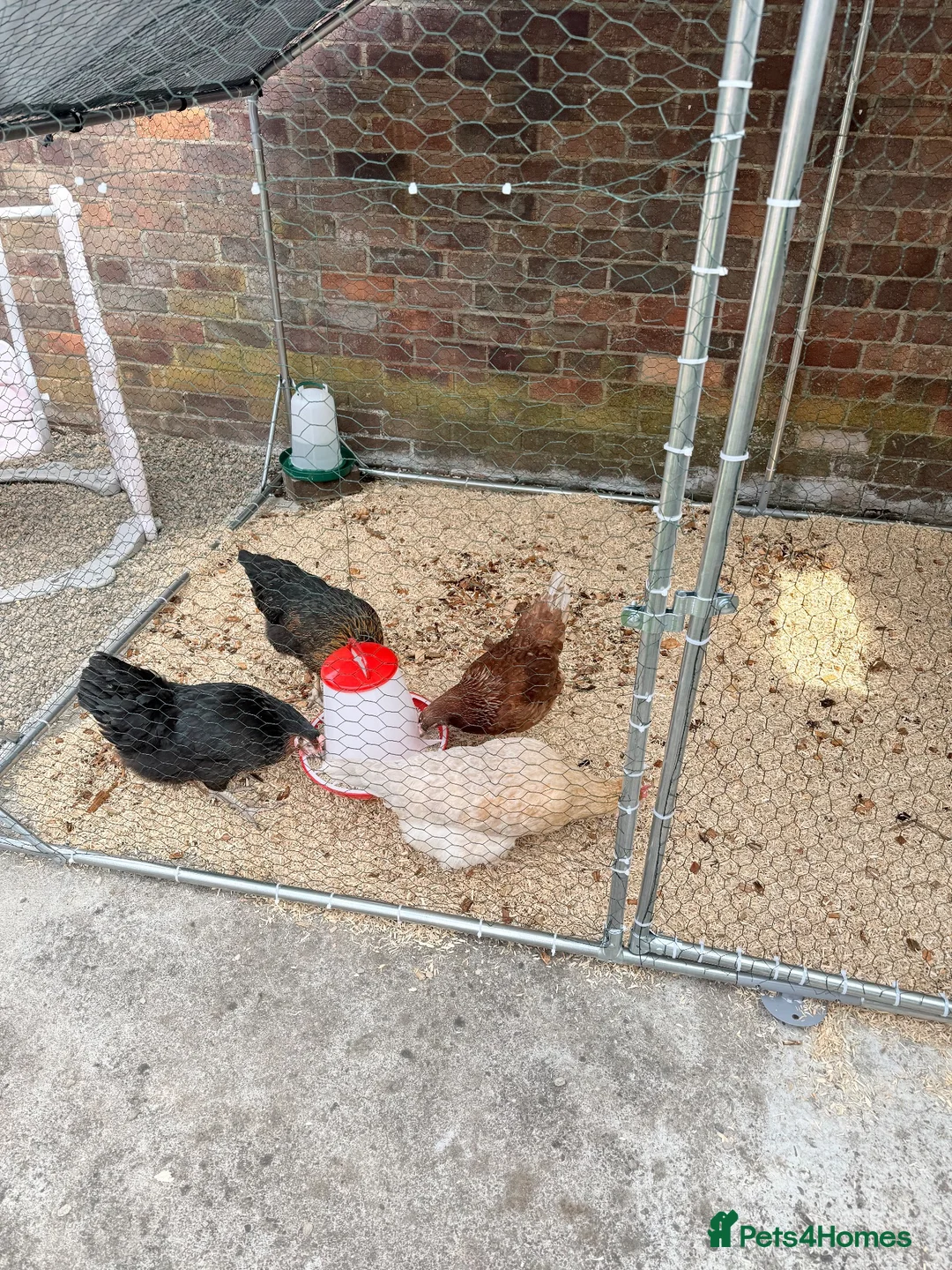Hens poultry for sale: Rhode Rock Hens X2 in Choppington - Advert 2