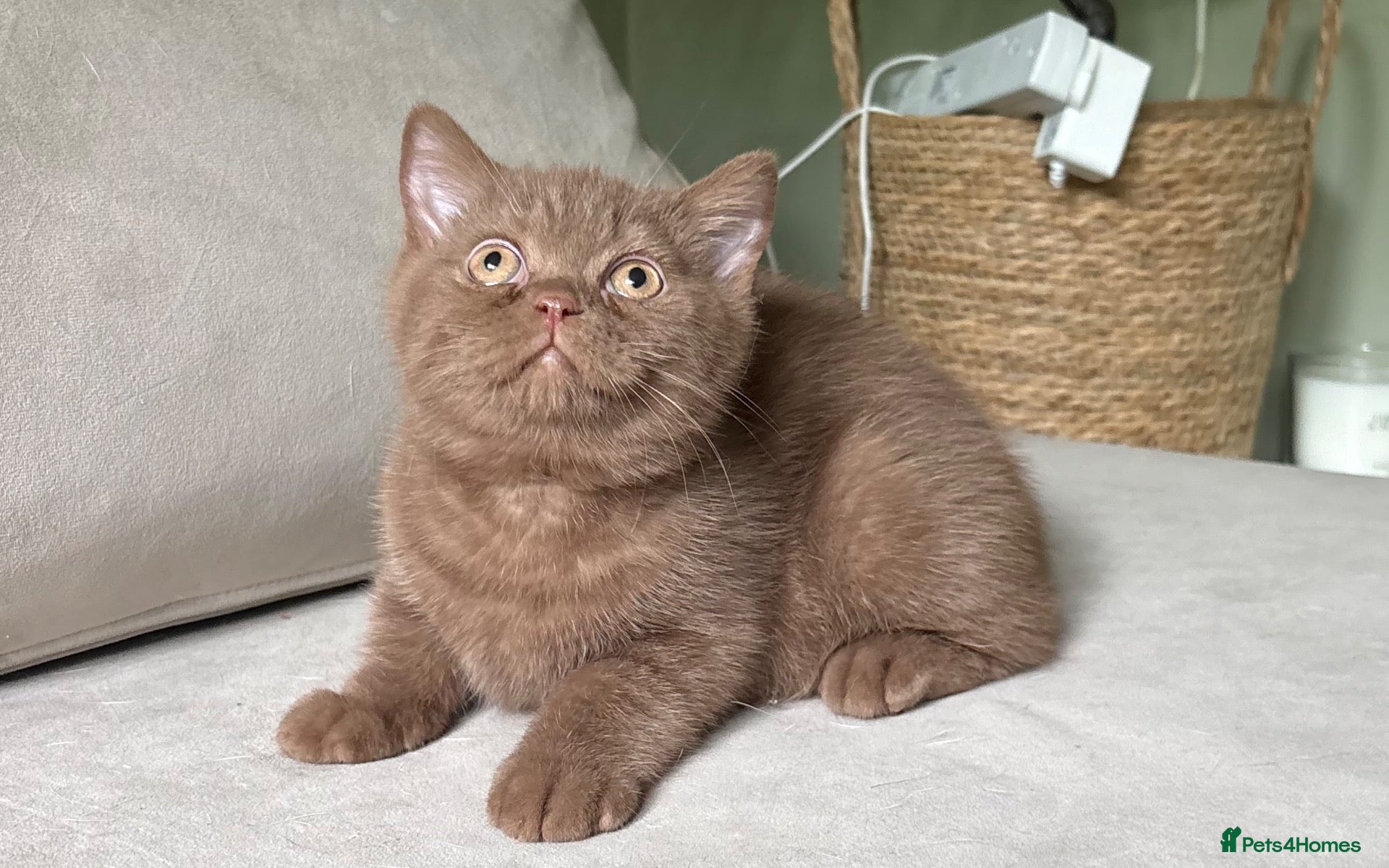 British Shorthair cats  Last 2 GCCF REG BOYS  - Advert 13