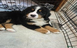 Bernese Mountain Dog dogs for sale: Bernese Mountain Dog - Advert 3
