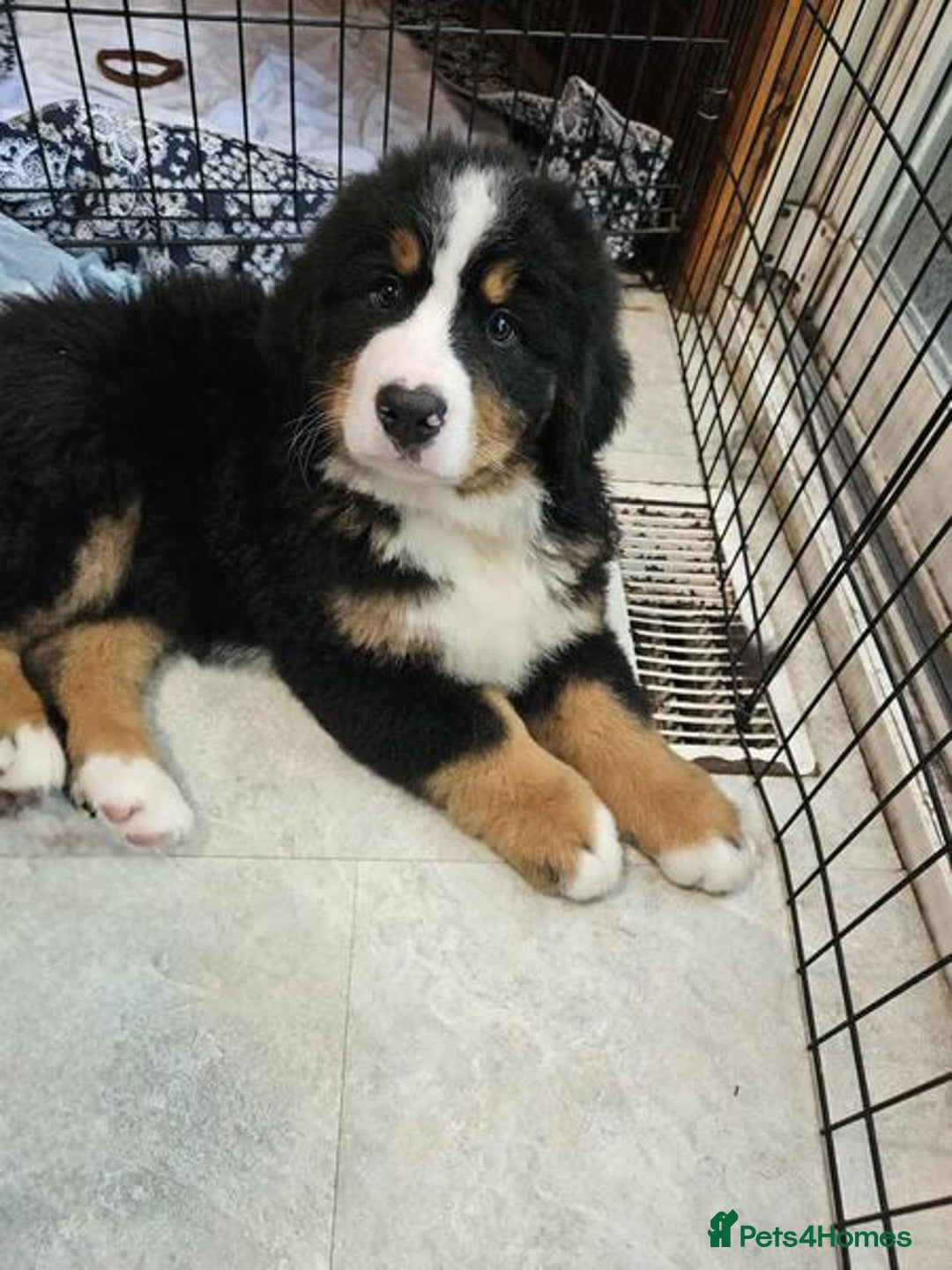 Bernese Mountain Dog dogs for sale: Bernese Mountain Dog - Advert 3