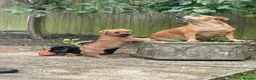 Mixed Breed dogs for sale: Norfolk Terrier cross Jack Russell Puppies in Melton Mowbray - Advert 10