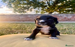 Cocker Spaniel dogs for sale: Cocker Spaniel male left KC Registered Docked  - Image 12