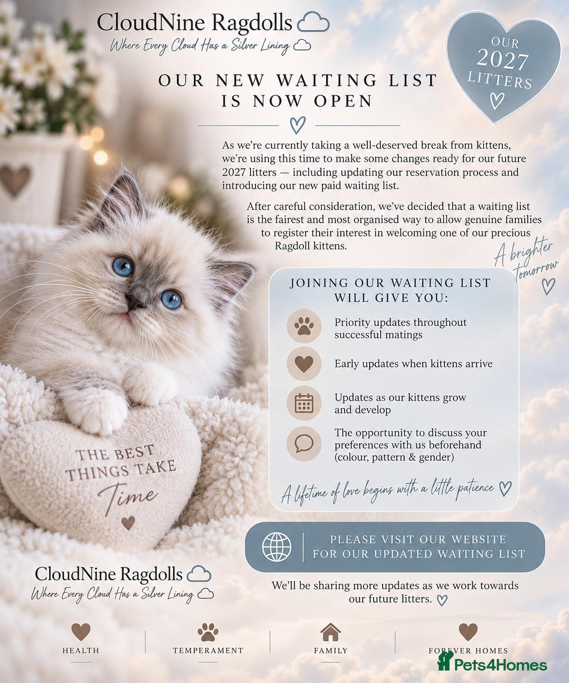 Ragdoll cats 🐾 READY NOW - LAST BOY - TICA-REGISTERED 🐾 - Advert 2