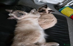 Ragdoll cats for sale: Two Beautiful Ragdoll Male ready for a new home - Image 4