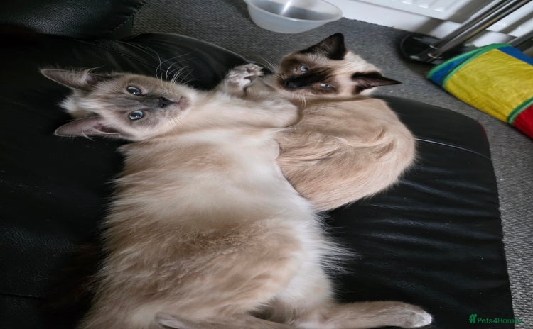 Ragdoll cats - Advert 2