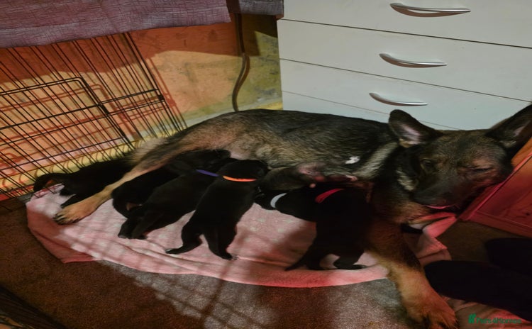 Shepsky dogs 7 beautiful shepsky puppies - Advert 5