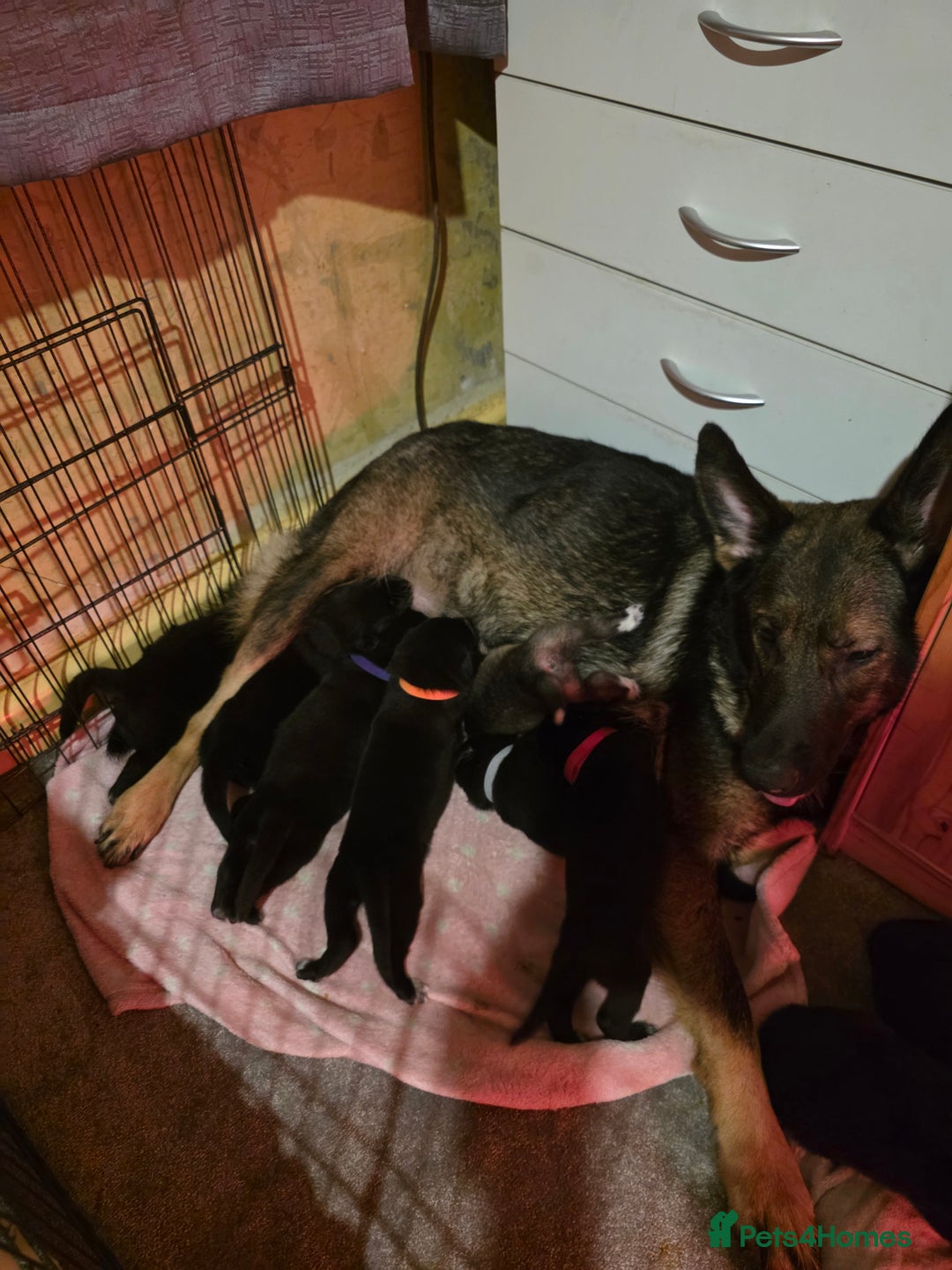 Shepsky dogs for sale: 7 beautiful shepsky puppies - Advert 1