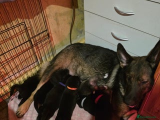 Shepsky dogs 7 beautiful shepsky puppies - Advert 5