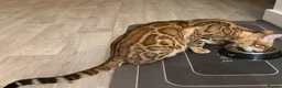 Bengal cats for sale: High-End & Premium Collect - Advert 17