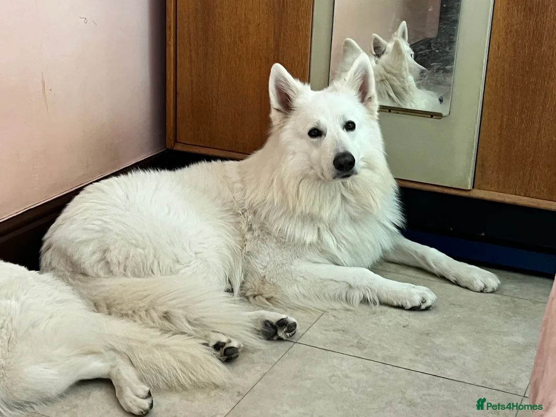 German Shepherd dogs for stud: *Proven* White Shepherd Dog at Stud  - Advert 1