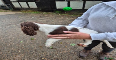 English Springer Spaniel dogs - Advert 1