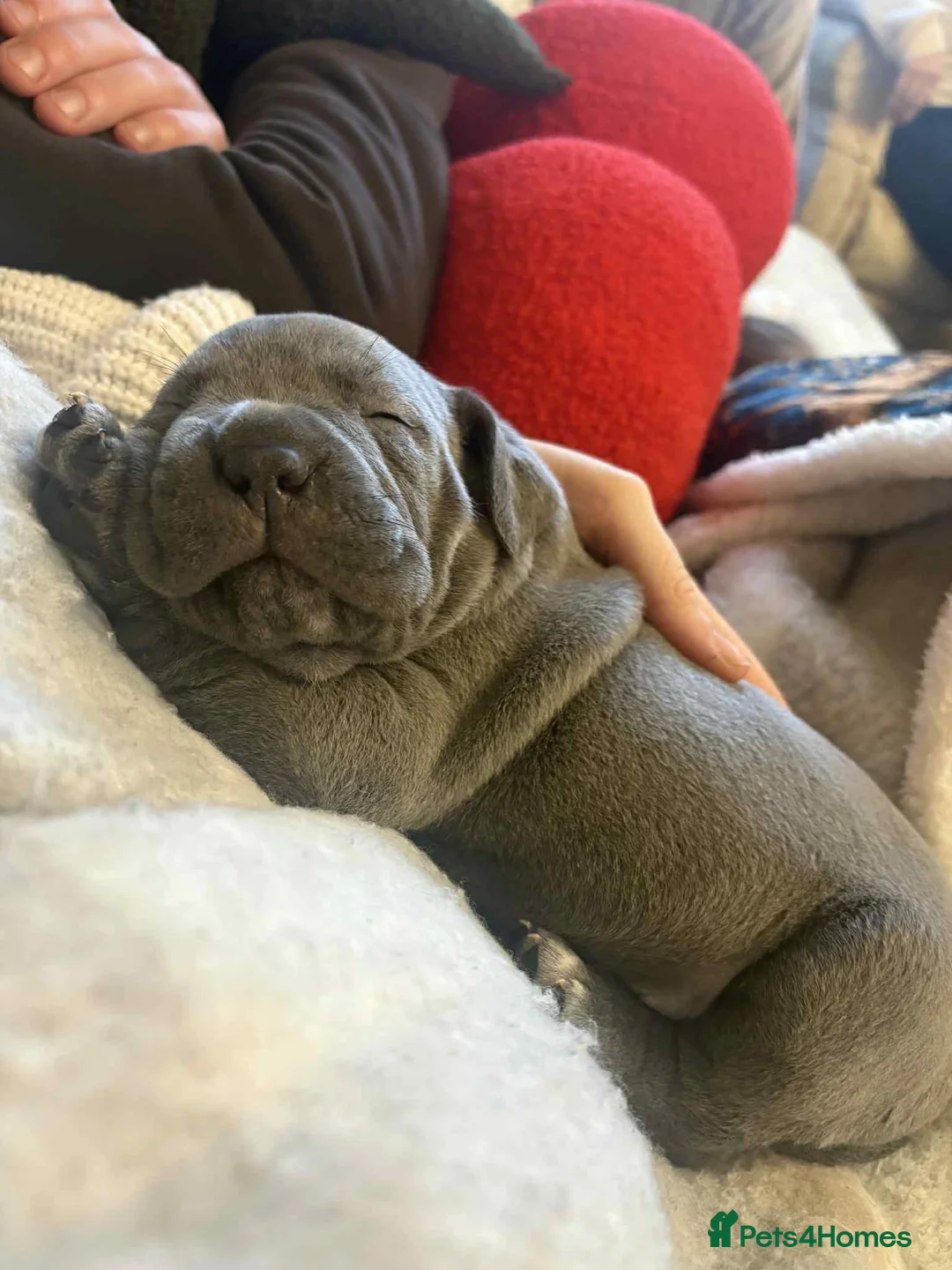 Mixed Breed dogs for sale: Pocket bully / Cane Corso pups  - Advert 20