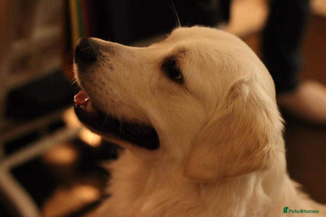Golden Retriever dogs for stud: Looking for a Female Golden Retriever 🐾 - Image 30