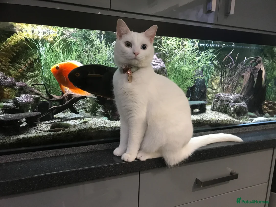 British Shorthair cats for sale: MIA British shorthair pure white dual eye colour  - Advert 2