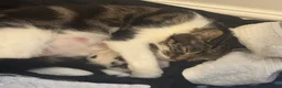 Mixed Breed cats for sale: Kitten for sale - Advert 2