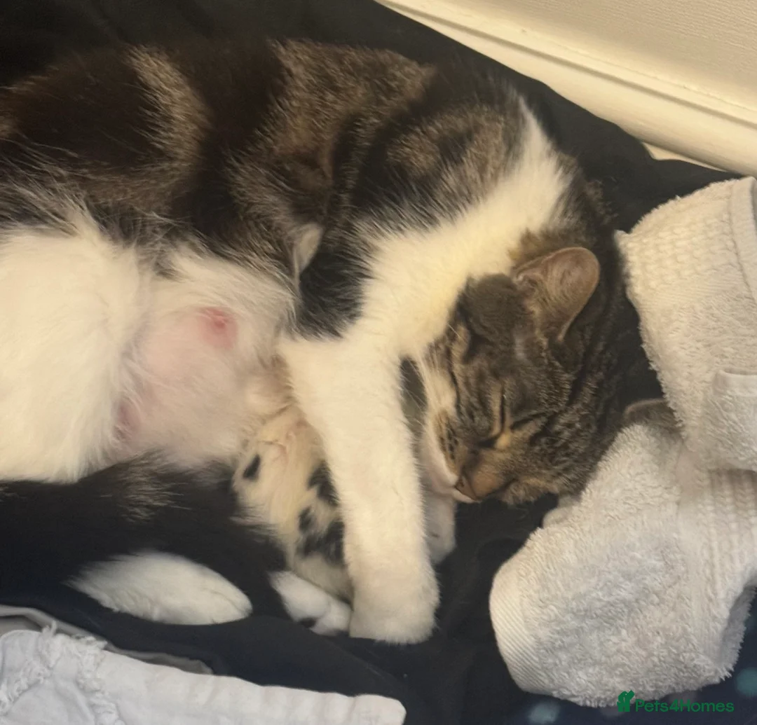 Mixed Breed cats for sale: Kitten for sale - Advert 2