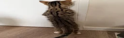Mixed Breed cats for sale: Kittens available now  - Advert 5