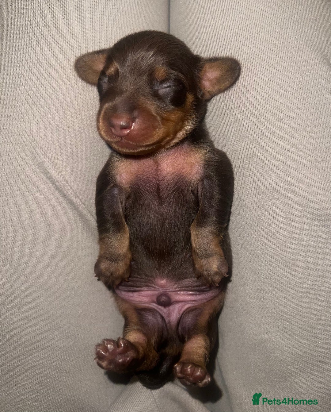 Miniature Dachshund dogs for sale: Just born, miniature dachshunds, boys & girls - Advert 11