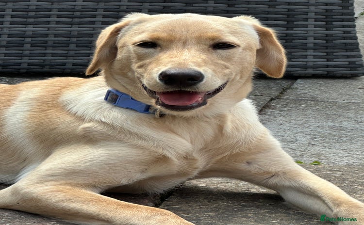 Golden Retriever dogs - Advert 1