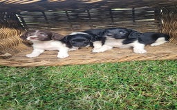 English Springer Spaniel dogs for sale: Kc reg English springer spaniel pups  - Image 5