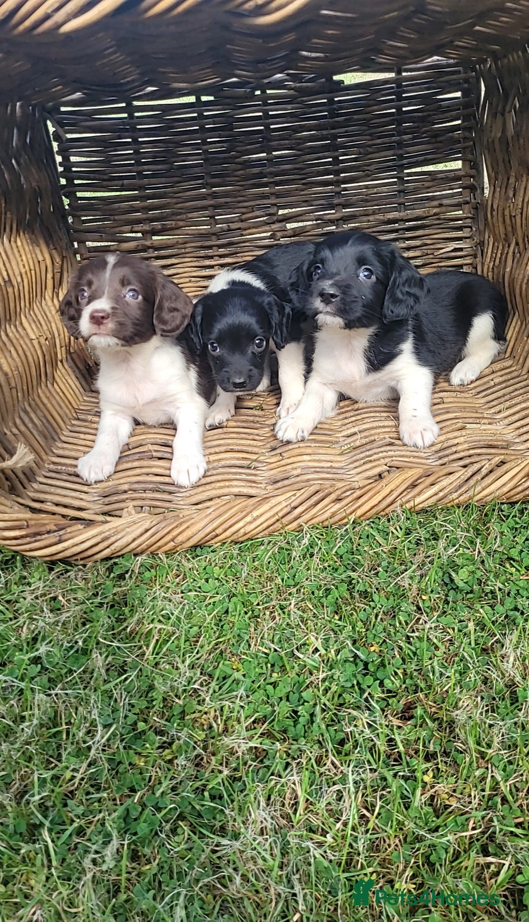 English Springer Spaniel dogs for sale: Kc reg English springer spaniel pups  - Image 5